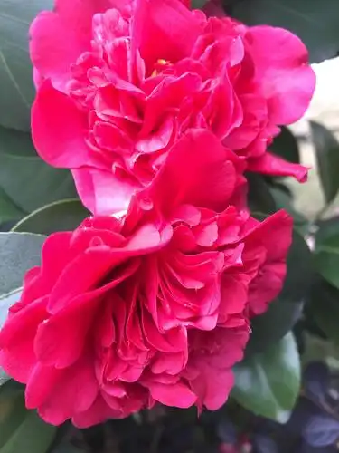 红色茶花(原创)