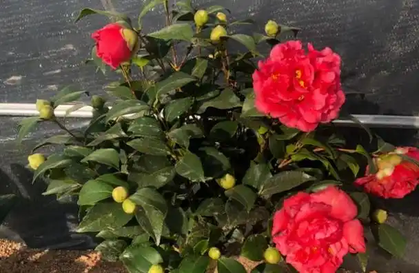 它被誉为"茶花之王",牡丹型,花香浓,比香水还好闻