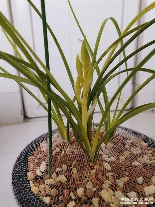 黄心草初次开花-蕙兰篇-兰花交易网论坛