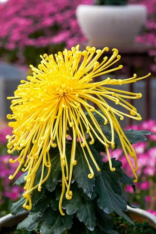 菊花,这位秋天的使者,同样对鸡粪情有独钟.