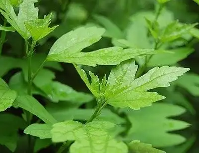 木槿叶_中药大全