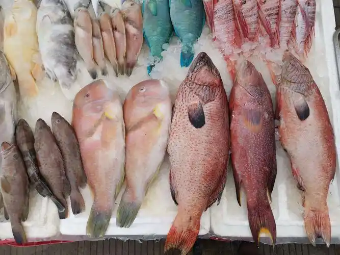 2019年1月三亚崖州中心渔港的海鱼