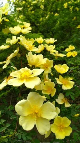 此花名字叫棣棠,也有人称其为棠棣.古人用其表兄弟情意.