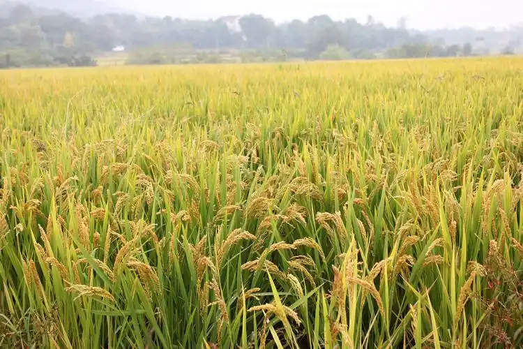 此文为"金帝博"原创文章,侵权必究,大家一起学习庄稼地里的那些事儿