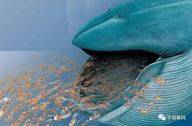 恐怖的造粪机器蓝鲸一次能排2吨粪