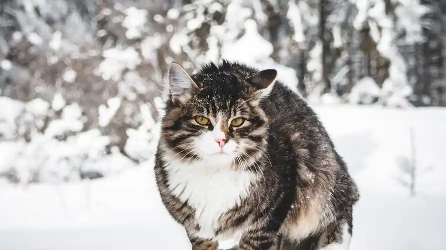 猫咪,动物,猫咪,宠物,动物,雪地,电脑壁纸,壁纸萌萌小猫