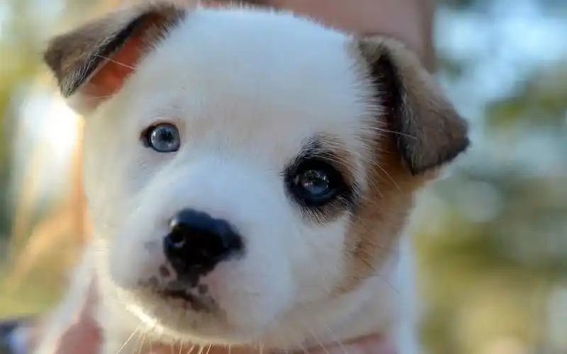 可爱的小狗看着你,脸庞,朦胧 1242x2688 iphone 11 pro/xs max 壁纸