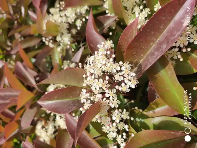 我们身边的植物6红叶石楠
