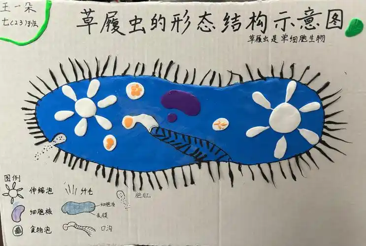 合肥市第四十五中学第三届生物模型大赛