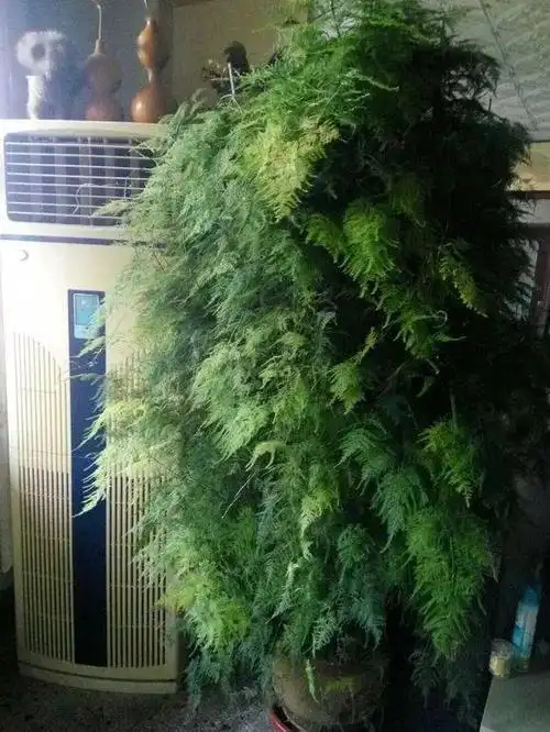 养了十几年的文竹长成巨无霸花友分享经验