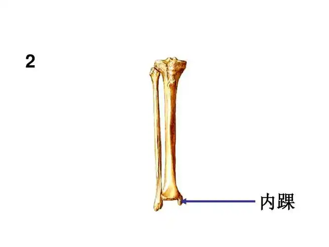 系统解剖实验ppt
