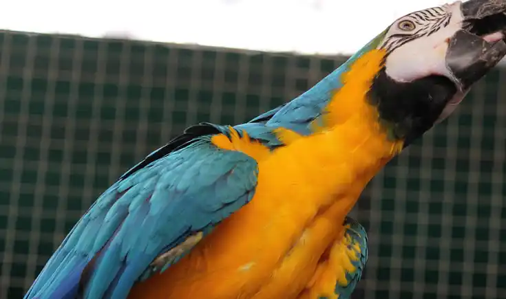 穷游说:萌宠之鹦鹉的饭碗的要求,你了解多少呢?_笼舍_鸟笼_饮水