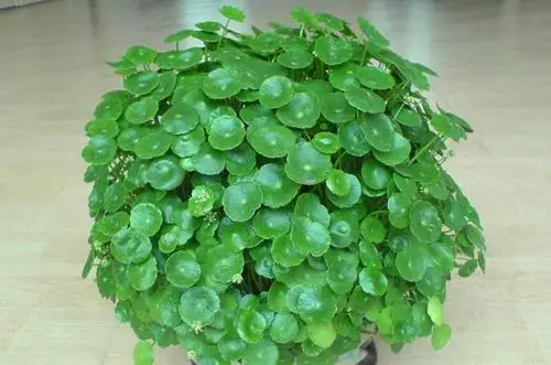 破铜钱草的水培方法-种植养殖-农业头条-农业供应链网