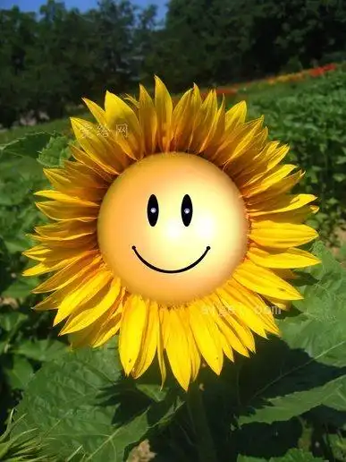 向日葵微笑笑脸(sunflower-smile-smiliey-face)