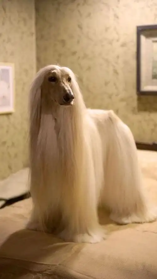 我要买狗 阿富汗猎犬 北京西城阿富汗猎犬 价钱 1300~2300元 品种