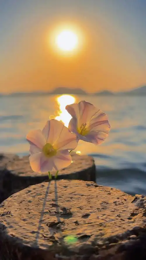 喜欢其实很简单,就是无论它有多平淡无奇,但在你的眼里,满满的都是它