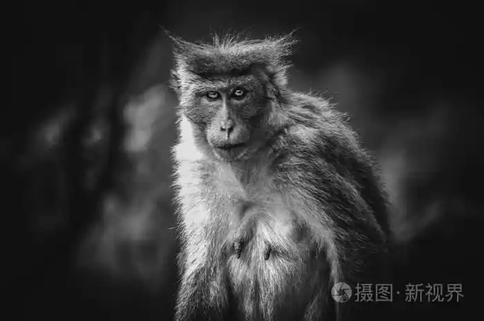 可怕的猴子的照片红色的眼睛在镜头里晃来晃去