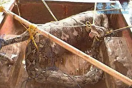 恐怖大蟒蛇吃人图片,农妇被生吞(胆小勿入) 【世界奇闻网】