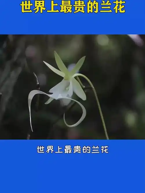 最珍贵的兰花品种排名(最珍贵的兰花品种排名前十)