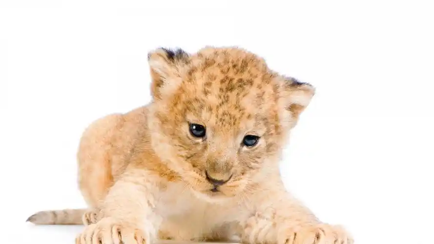 森林里的可爱小狮子高清桌面壁纸