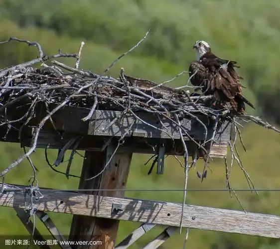 鹰在鸟巢