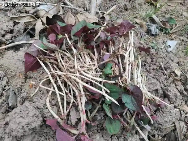 鱼腥草怎么种植又胖又嫩