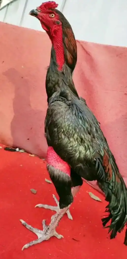 气势很强的斗鸡,身形很漂亮