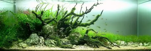 草缸造景图片欣赏