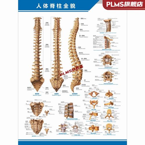 君吻医院科室挂图 人体脊柱全貌图脊椎结构图构造图理疗中英文医学医