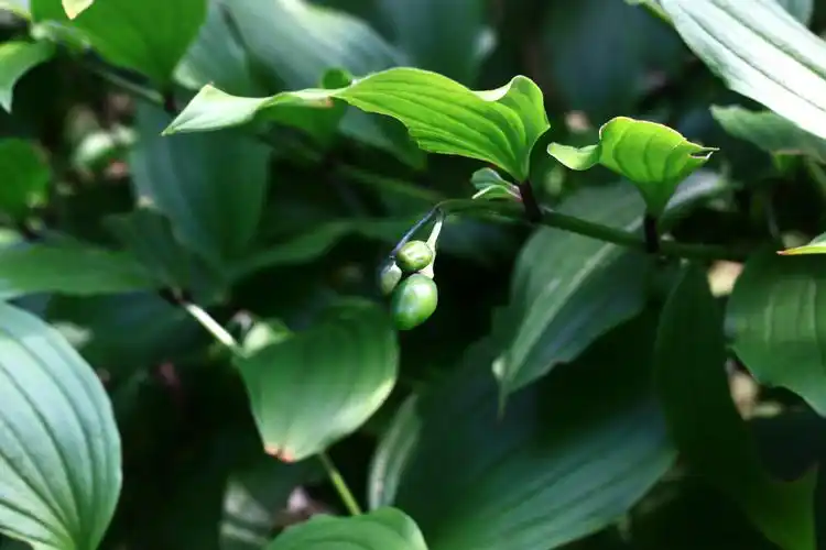 少花万寿竹秋水仙科万寿竹属