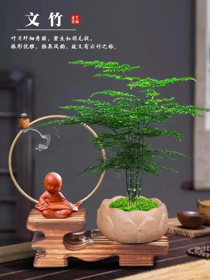 精品文竹盆景植物#抖音图文来了 #创意盆景 #精品盆景 #造 - 抖音