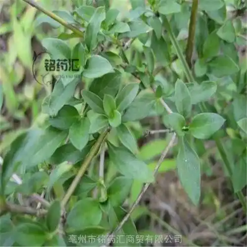 中药材鸡脚骨野生路边姜产地大货药食同源散装无杂质上千种中药材