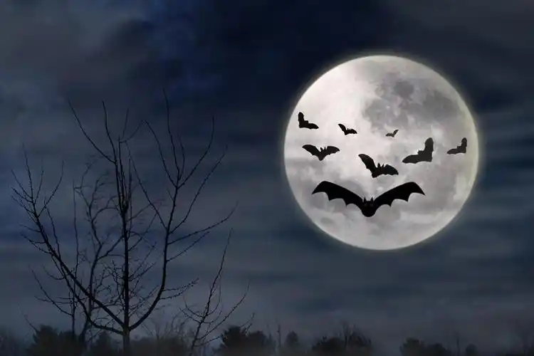 蝙蝠在黑夜里飞,万圣节 backgroudn 与蝙蝠在黑夜里飞
