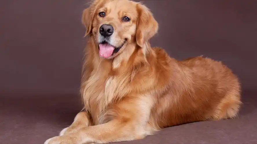 金毛9种颜色的照片金毛各种颜色的图片