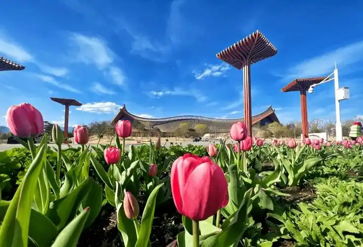 北京世园公园30余万株郁金香等您来