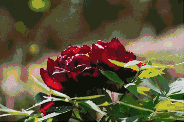 洛阳牡丹旅游节要来中牟啦门票免费送