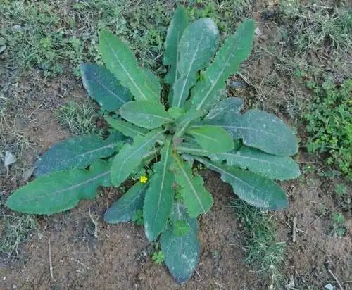 这种草药叫什么名字_百度知道