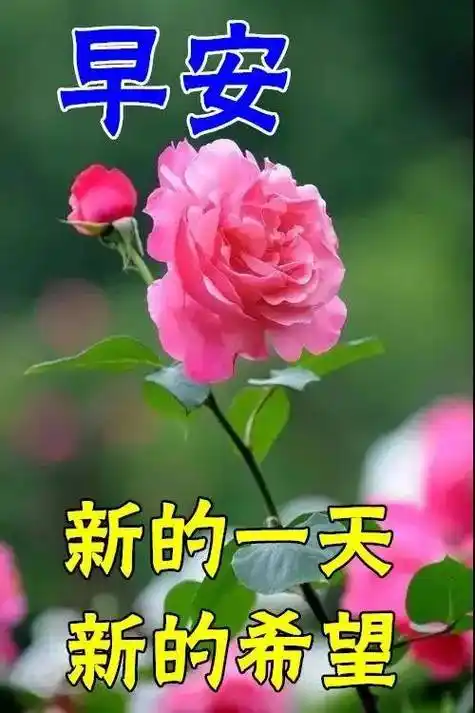 8张最新漂亮早上好图片鲜花带字带祝福语 2022最美早安问候祝福鲜花