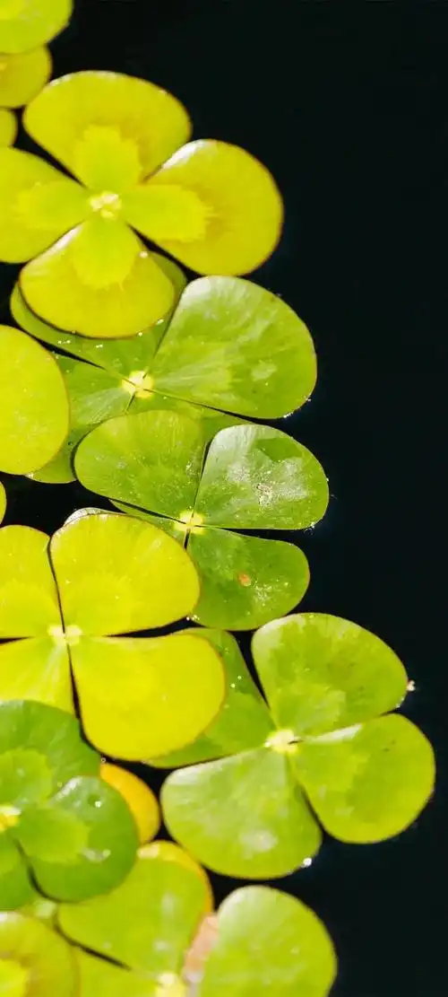 而在这五彩斑斓的壁纸世界中,绿色系手机壁纸以其独特的魅力,成为了