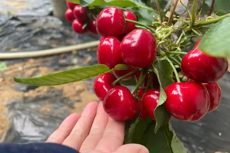 【发现春之美】大连暖棚樱桃争春上市_央广网