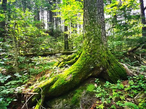 打卡黑龙江原始森林原相机拍摄无制作
