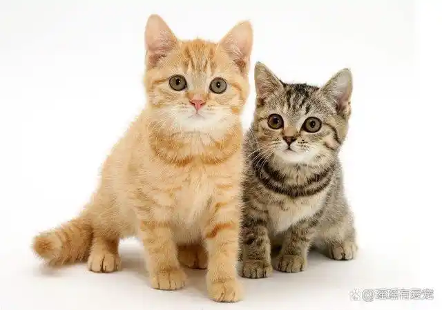 可爱萌萌的小猫咪真的好讨人喜欢呀!