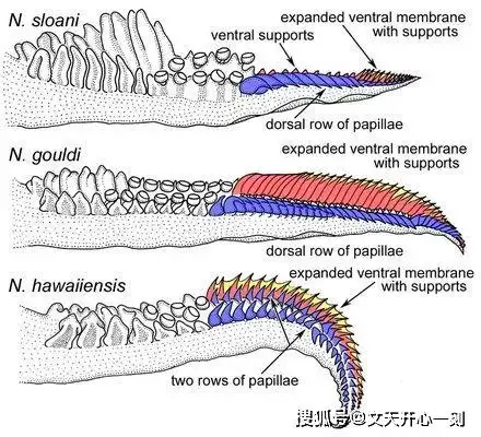 原创章鱼有9个大脑能编辑基因智商高到无法理解为何没发展出文明