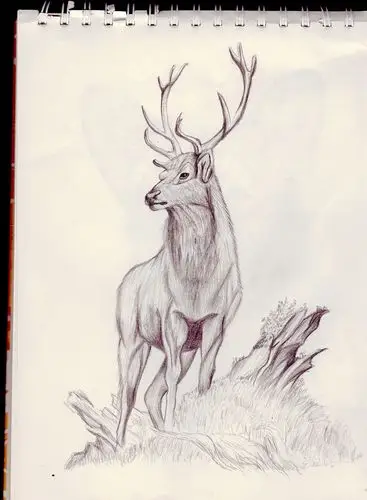 手绘练习-鹿