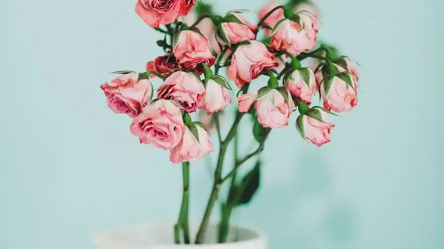 静物写真壁纸【41】(小清新静态壁纸) - 静态壁纸下载 - 元气壁纸