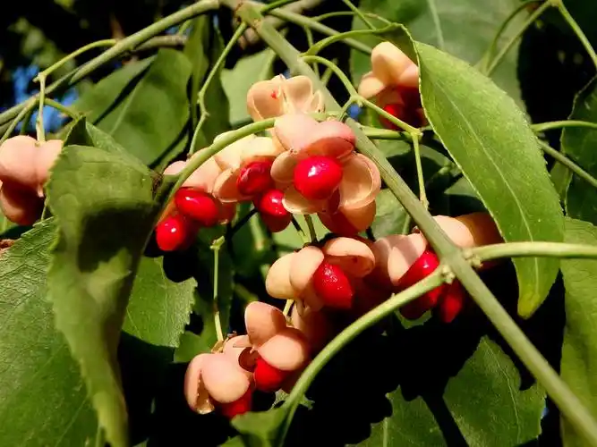 20141018丝绵木的花和果实-睦南道公园