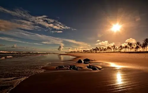 日落,海岸,沙滩,棕榈树,巴伊亚,巴西 壁纸 - 1680x1050