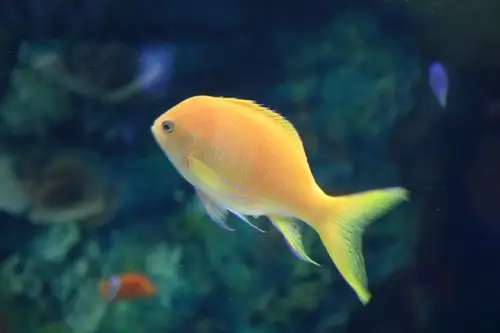 一天到晚游泳的鱼