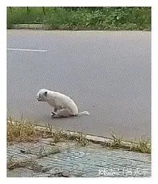 小狗显眼包,会走路还在这里扮瘸子,是不是想遇见一个心软的人家你认错