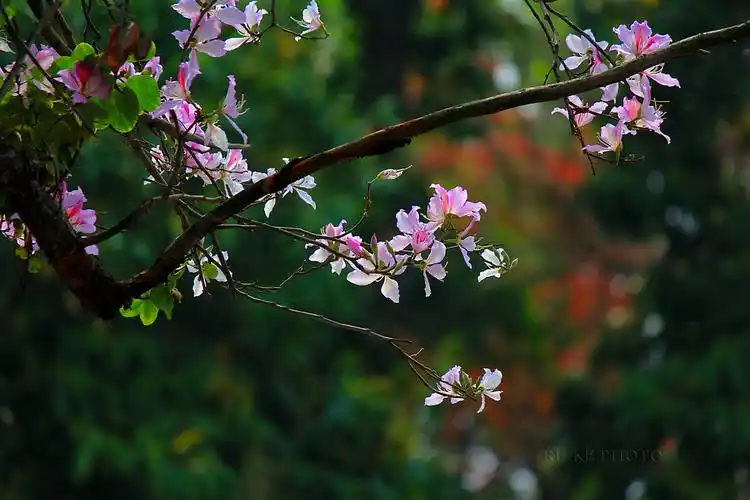 紫荆花开,一路芬芳